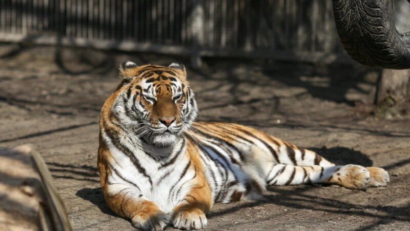     Тигрица Багира. Барнаульский зоопарк "Лесная сказка"