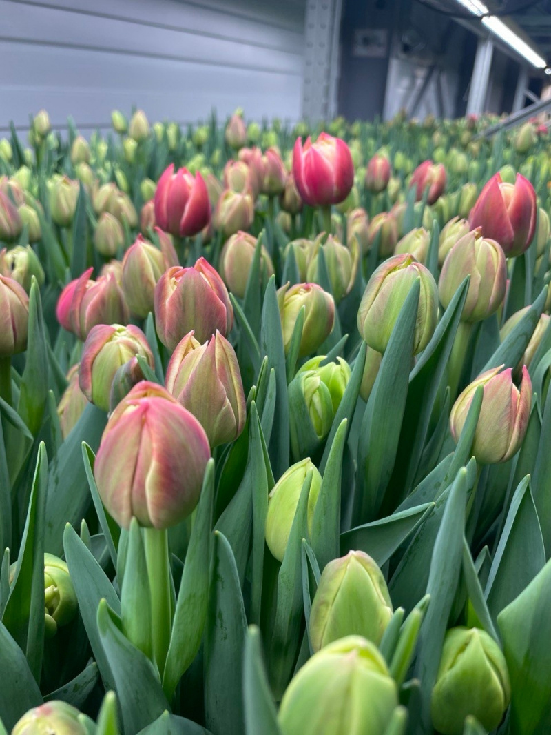    Какие тюльпаны вырастили для жительниц Карелии к 8 мартаКорпорация развития Карелии / VK