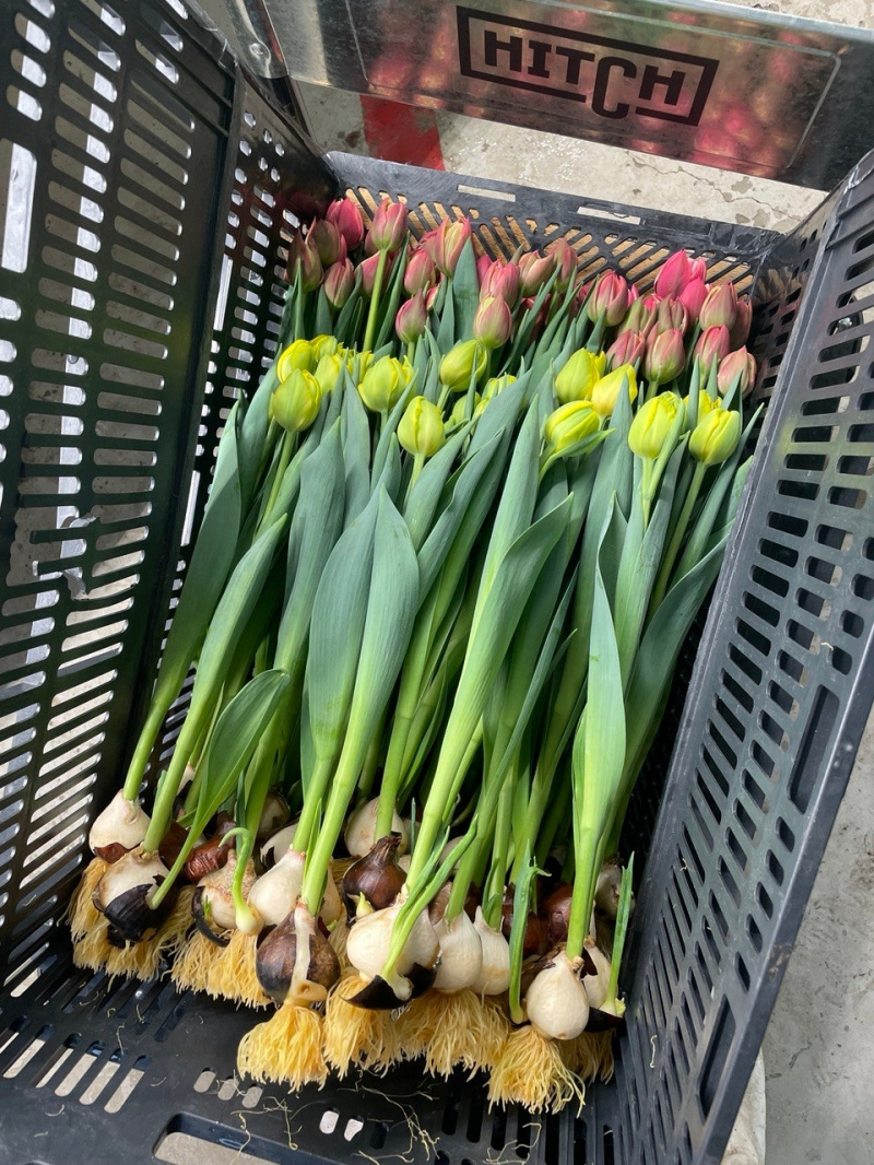    Какие тюльпаны вырастили для жительниц Карелии к 8 мартаКорпорация развития Карелии / VK