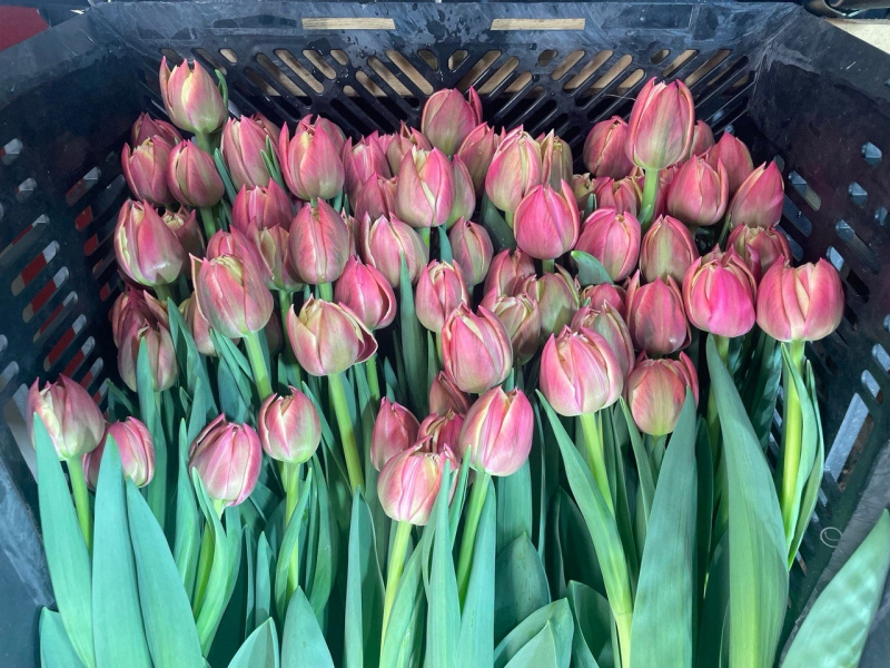    Какие тюльпаны вырастили для жительниц Карелии к 8 мартаКорпорация развития Карелии / VK