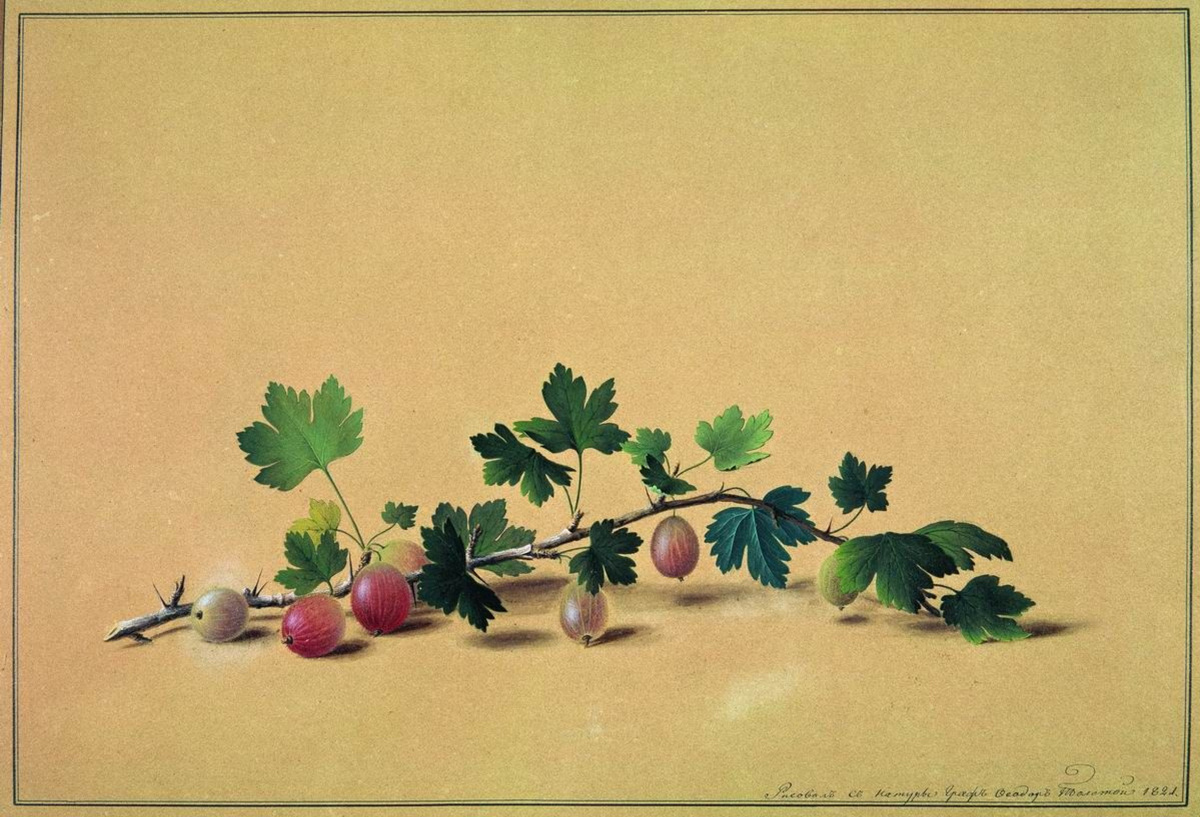 "Ветка крыжовника", 1821