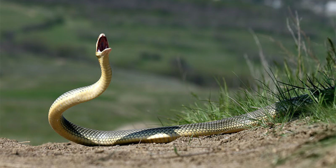 Забудьте о гюрзе. Самую злую змею РФ зовут иначе, и от встречи с нею никто не застрахован