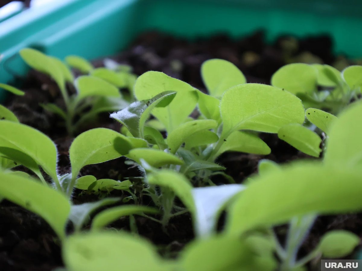     Зима позади, солнце пригревает, и руки сами тянутся к семенам