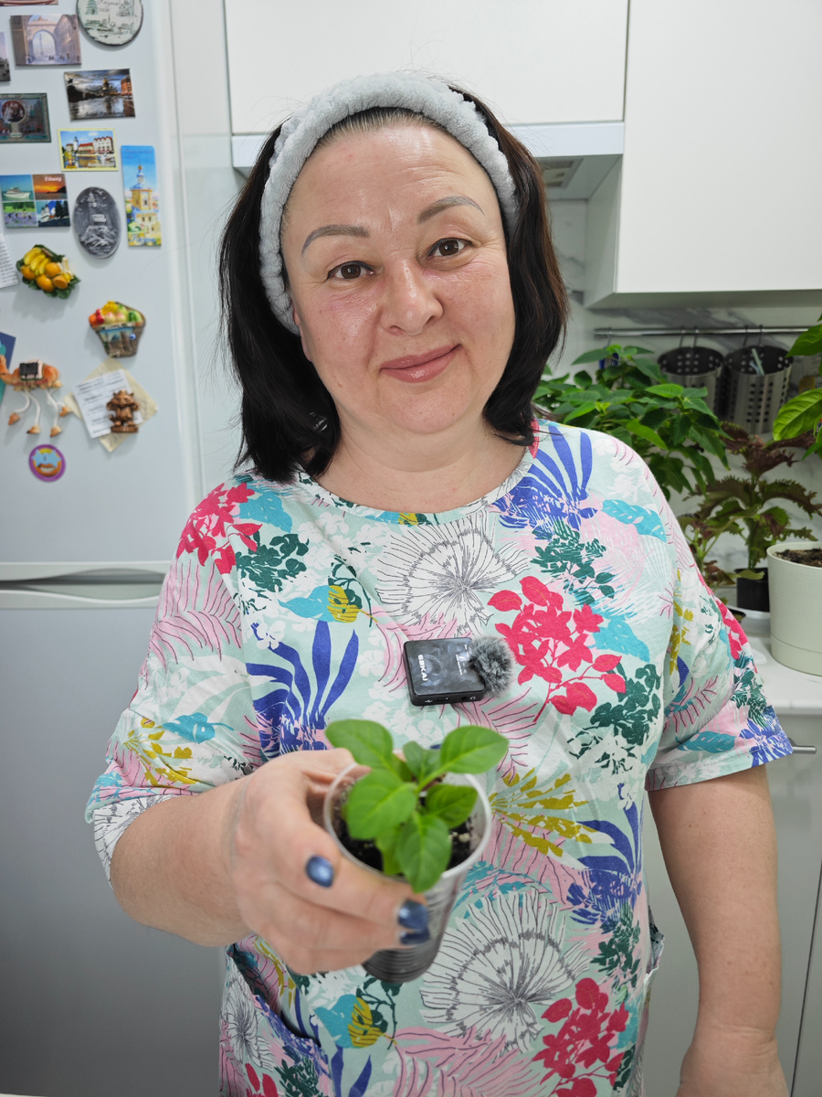 Как размножить петунию без семян?

