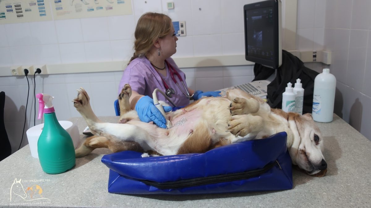    Первым делом старушек-биглей стерилизовали и провели им полное обследование организма
