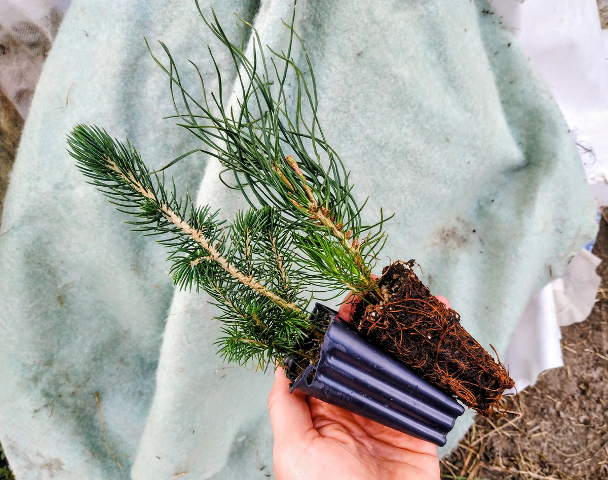 Парочка хвойных растений 