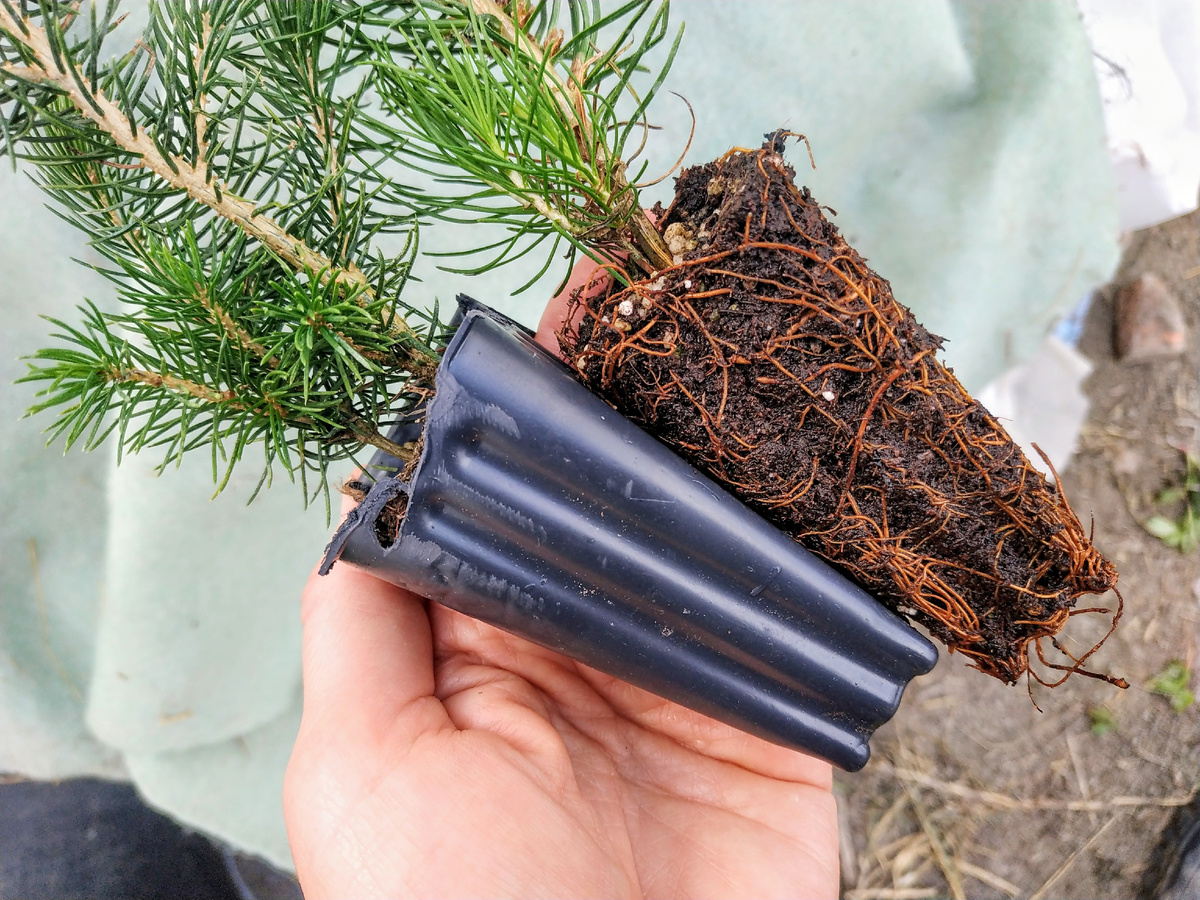 Замечательная корневая система у малышек