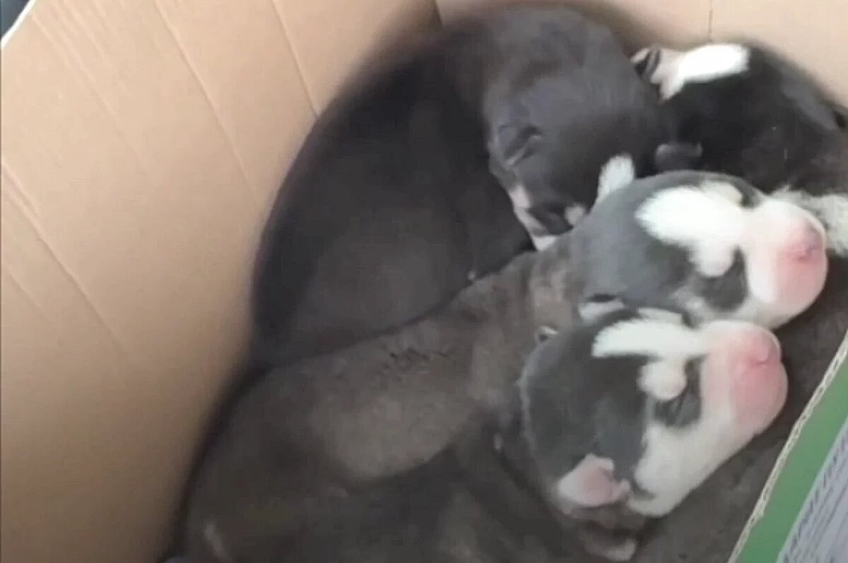    Заводчики бросили на смерть в заброшенном доме 5 щенков хаски и 3 собаки