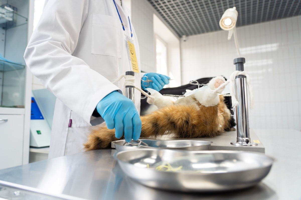 Животное пребывало в таком стрессе, что во время седации у него остановилось дыхание. Фото: Александр Плонский / «ВиЖ».