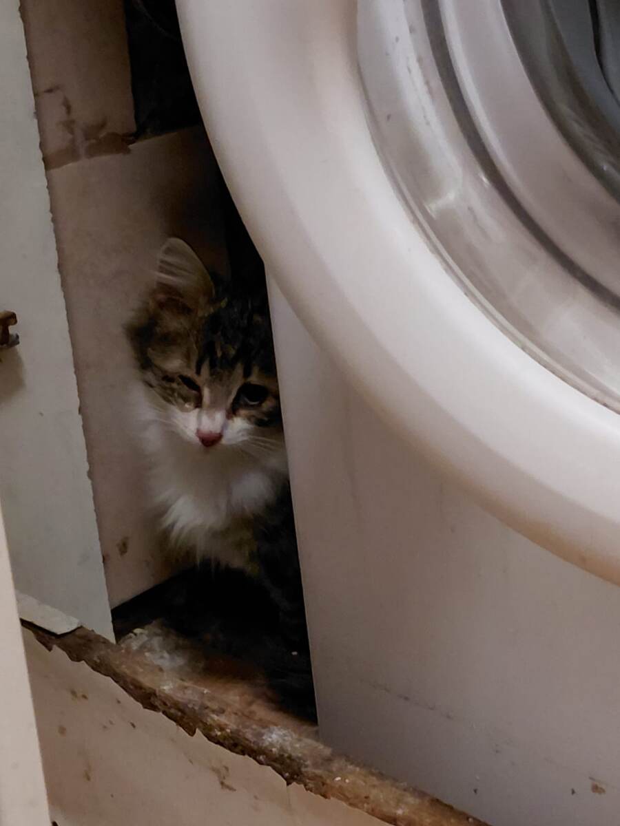 Он не давался даже почистить глаза и дать лекарства