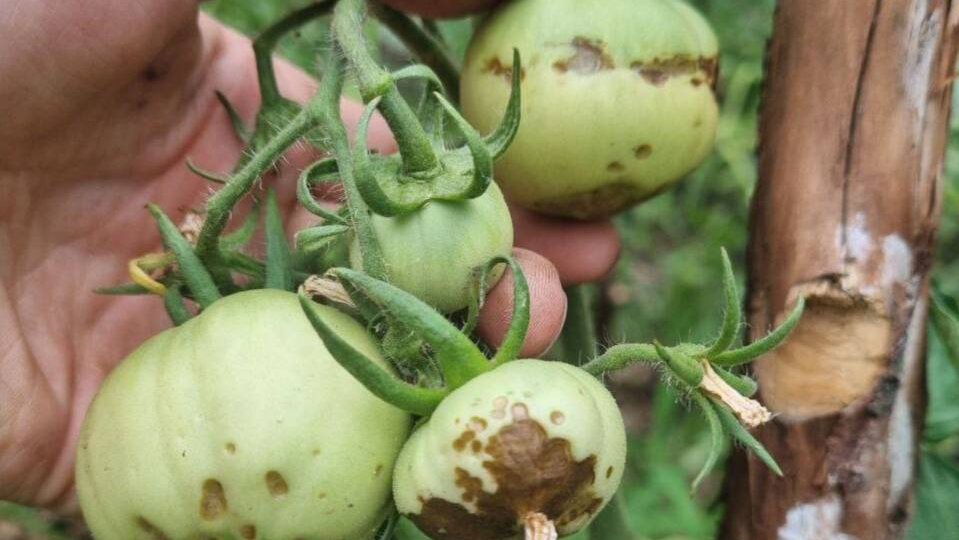 Вершинная гниль: почему гниет и как с этим справиться