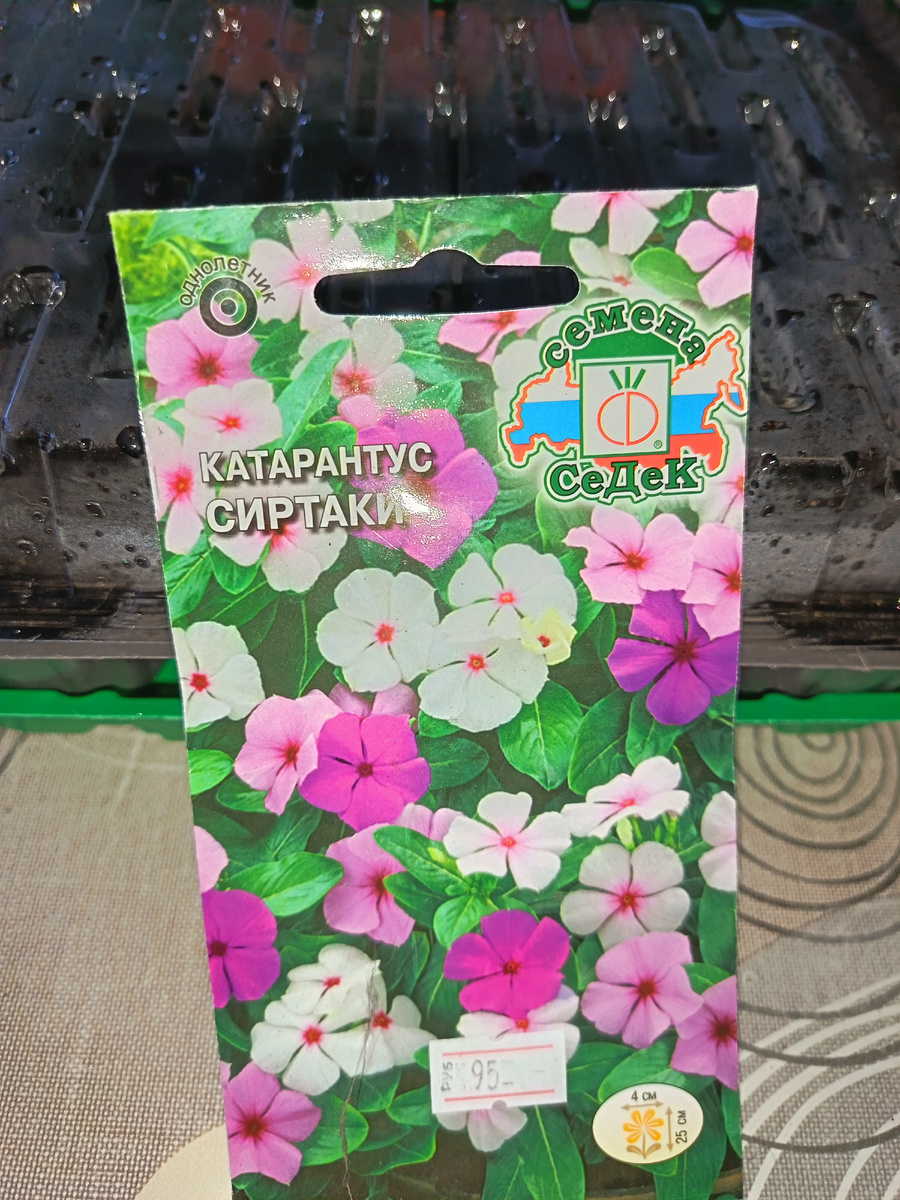 Катарантус