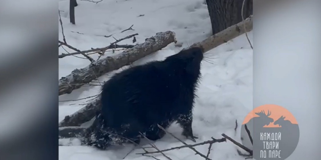 Чиновник назвал бобра на Черной речке героем недели