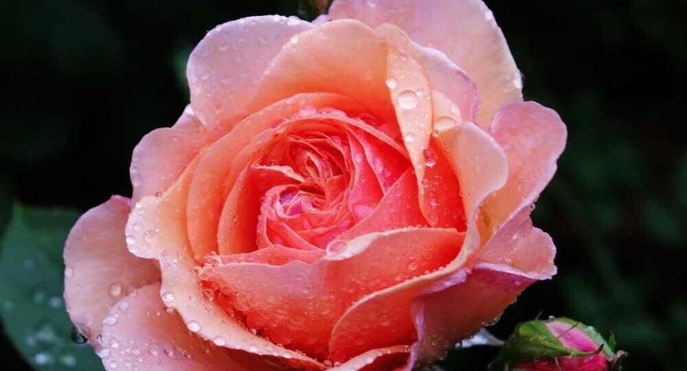 Любовь - огонёк