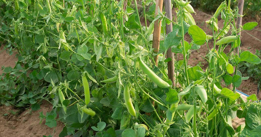 Почему горох нельзя сажать в одиночку: Главный секрет для почвы и урожая