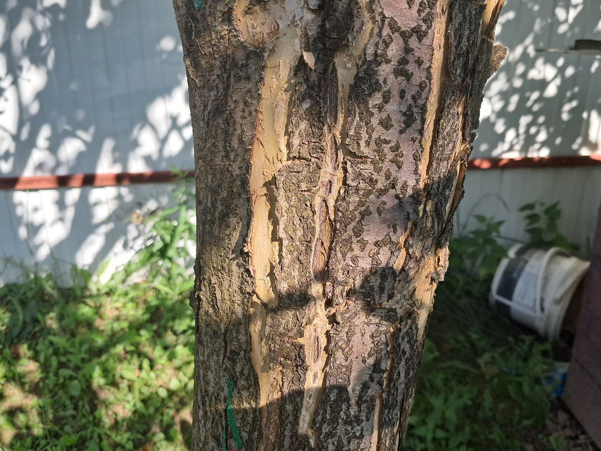 Кора потрескалсь. Что это?