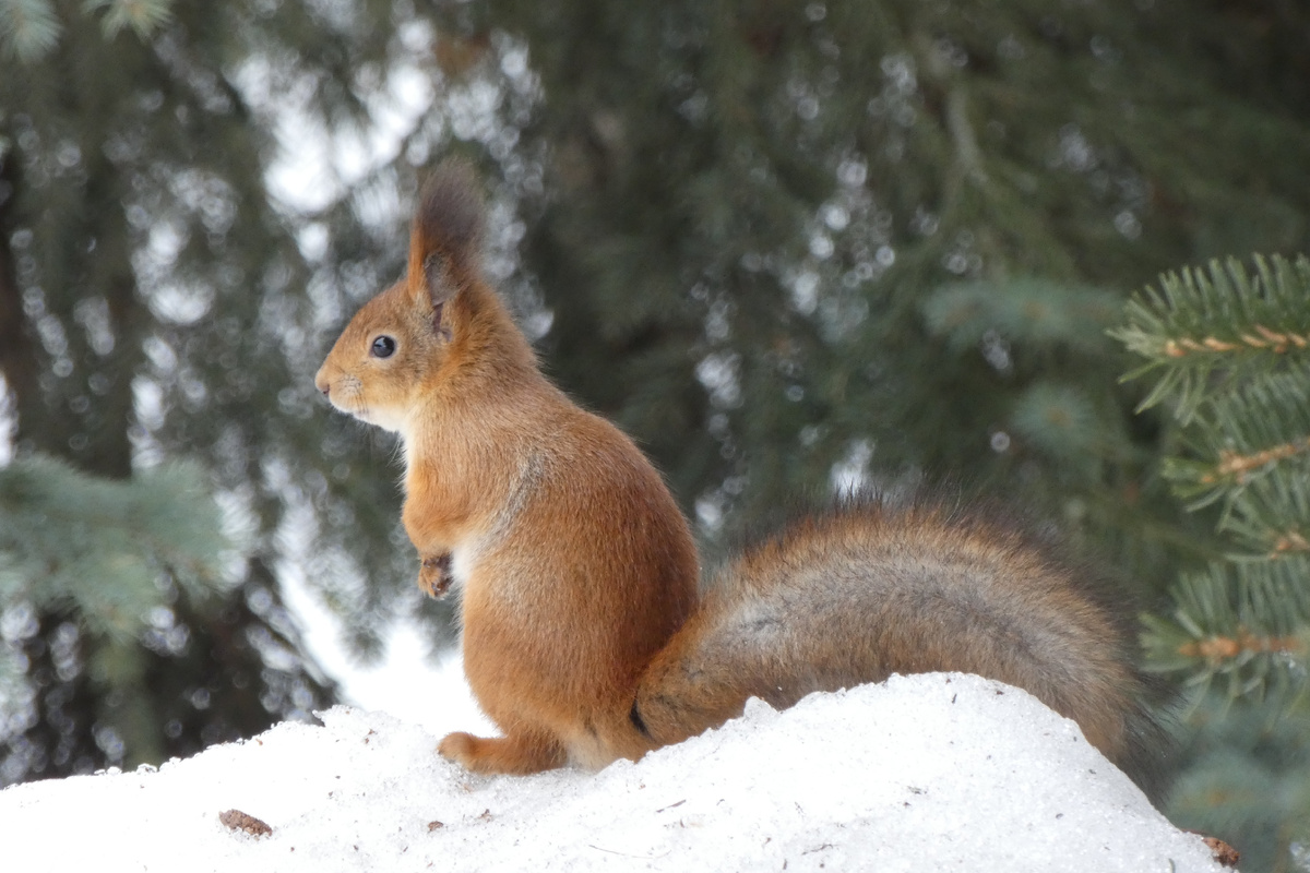 Белочка на Аллее Партизан