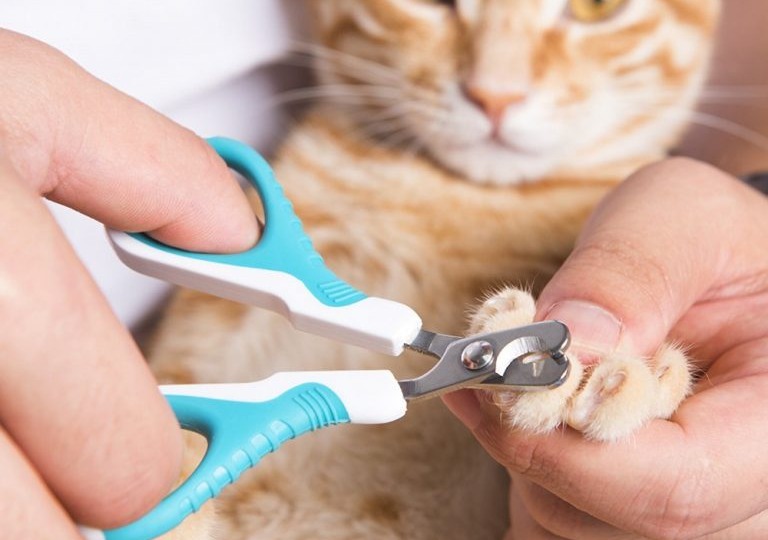 Стрижка когтей у кошек: как сделать всё правильно и безопасно
