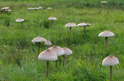 Грибы-зонтики: Опасный гриб или деликатес? Разбираемся в двойниках