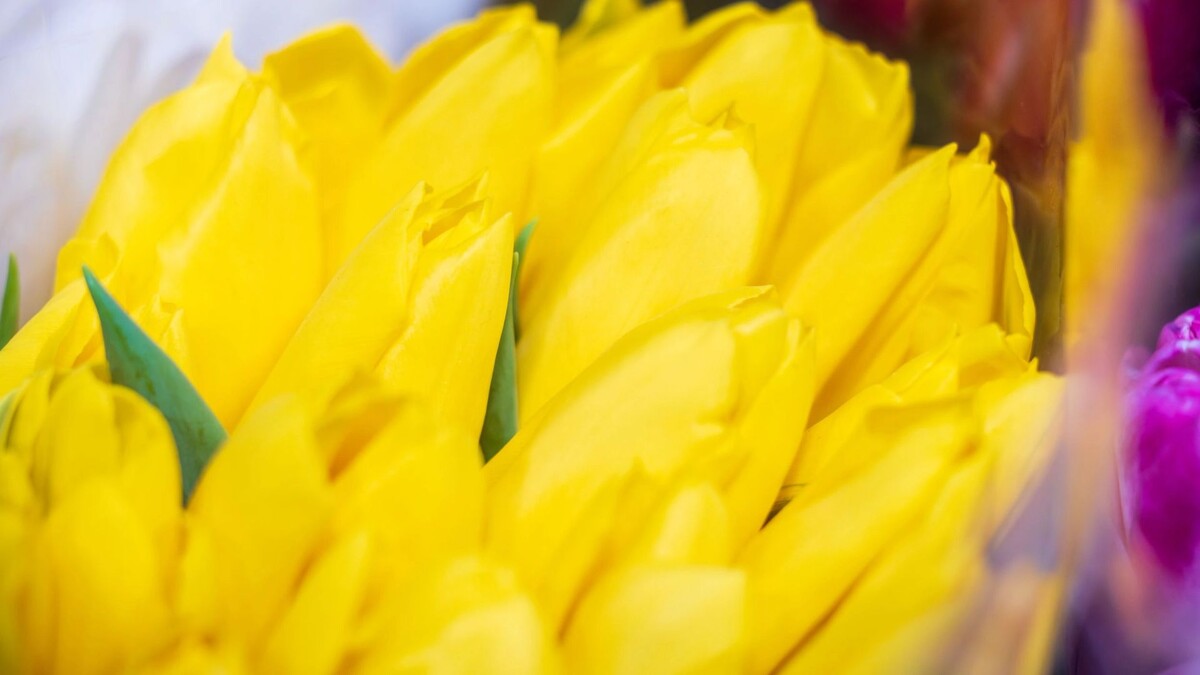    Фото: Федор Воронов/«Ямал-Медиа»