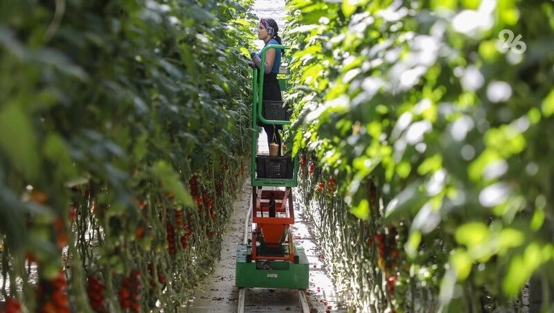      Фото: Дмитрий Ахмадуллин / / ИА «Победа26»