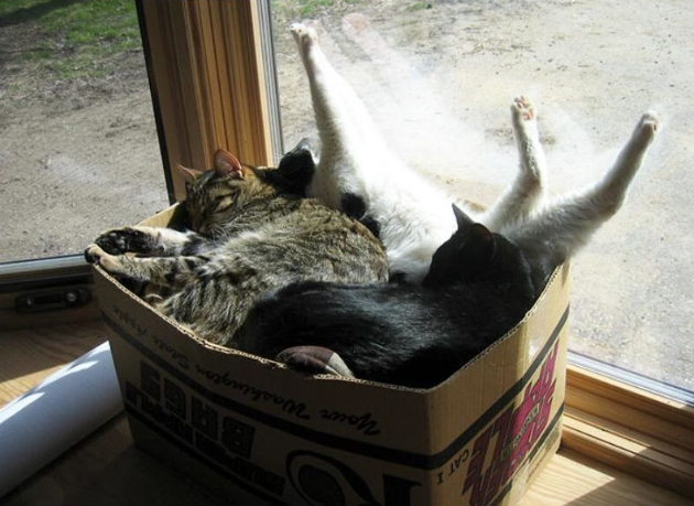 Почему кошки любят коробки: загадка, которая удивляет всех