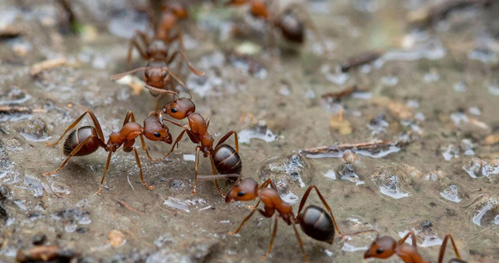 Война с муравьями на участке: работающие методы от садоводов со стажем