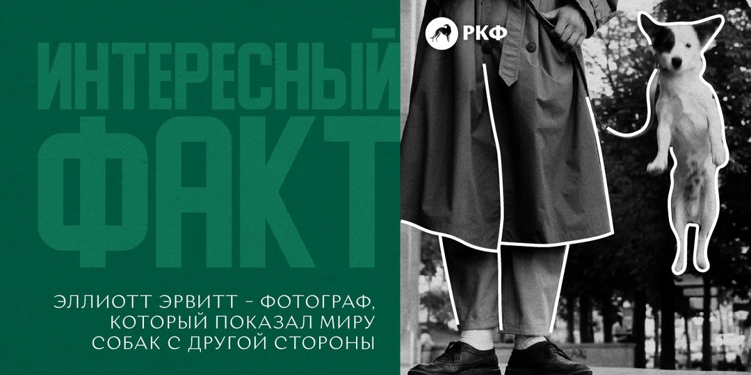 Интересный факт: Эллиотт Эрвитт – фотограф, который показал миру собак с другой стороны