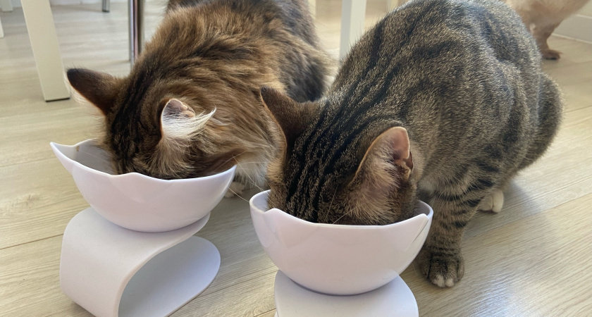 Желе для кошек: польза, разновидности и секреты правильного кормления
