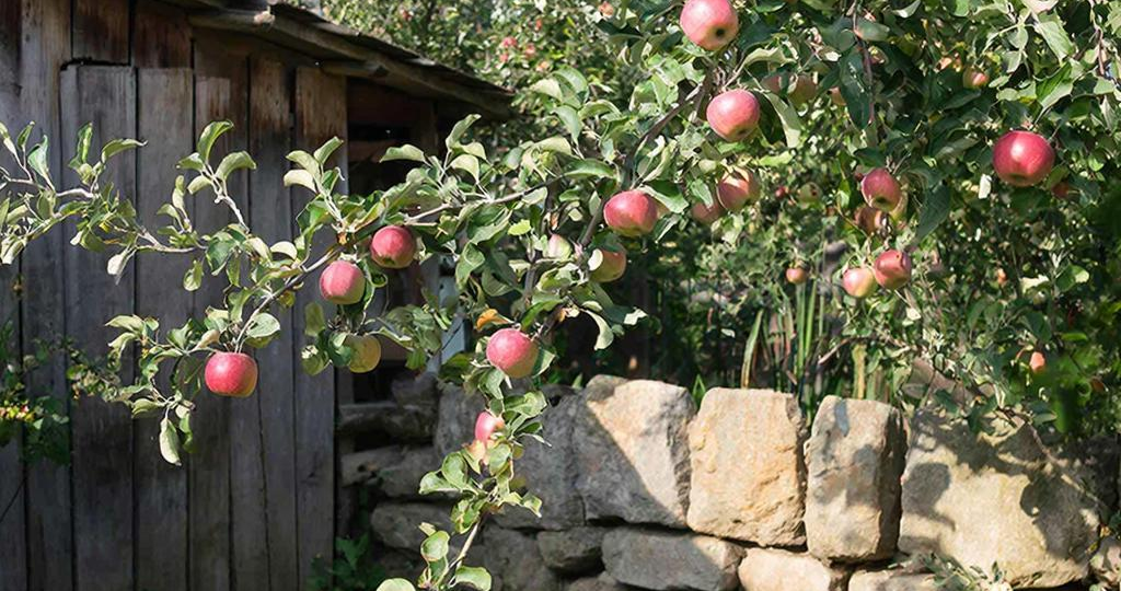 Мочевина для яблонь: два главных способа применения, которые реально работают