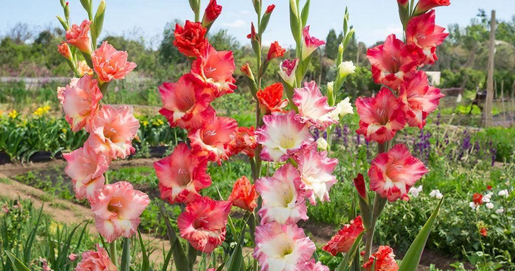 Секреты шикарных гладиолусов: полный календарь подкормок от первых листьев до срезки