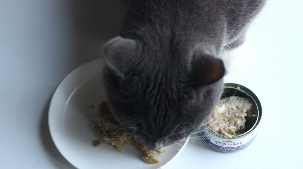 Консервированная рыба для кошек: польза, риски и секреты правильного кормления