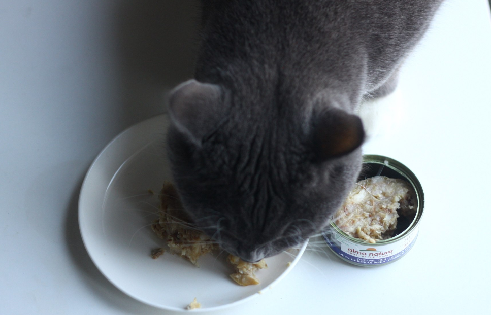 Консервированная рыба для кошек: польза, риски и секреты правильного кормления