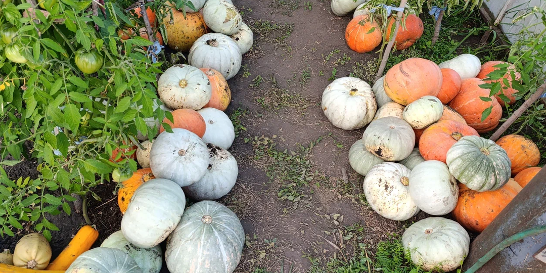 Когда "не по себе", или Огород - лучшее средство