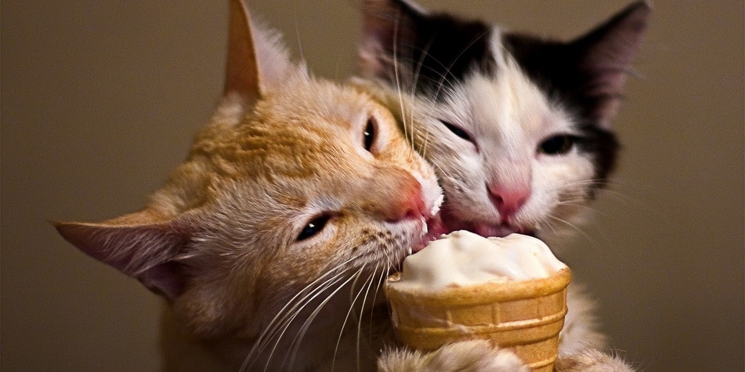 Мороженое и кошки: стоит ли угощать любимца холодным лакомством?