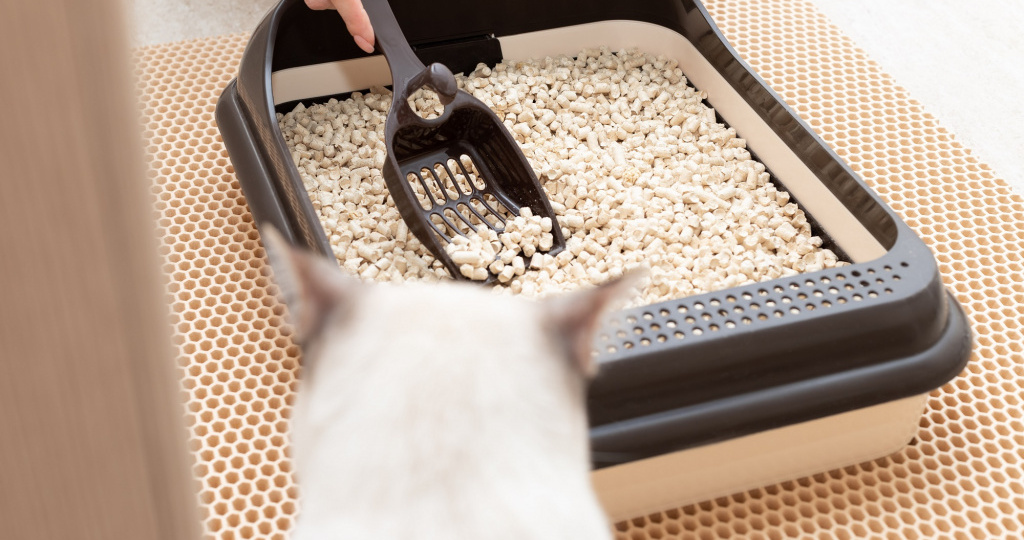 Как выбрать наполнитель для кошачьего туалета: полный гид для заботливых хозяев