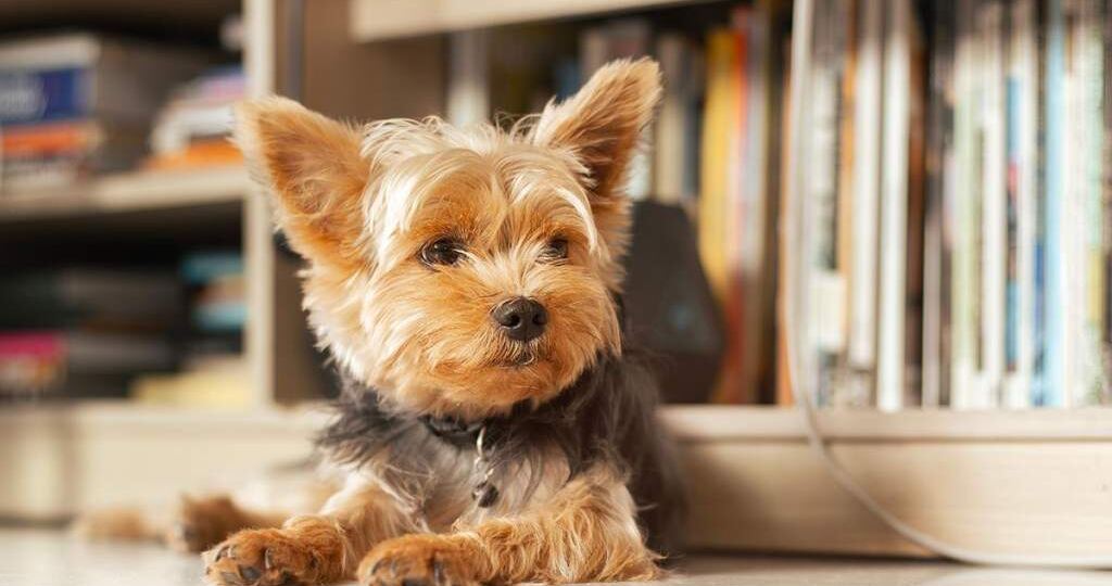 Владельцы собак в Беларуси обязаны платить налог. Для кого существуют льготы?