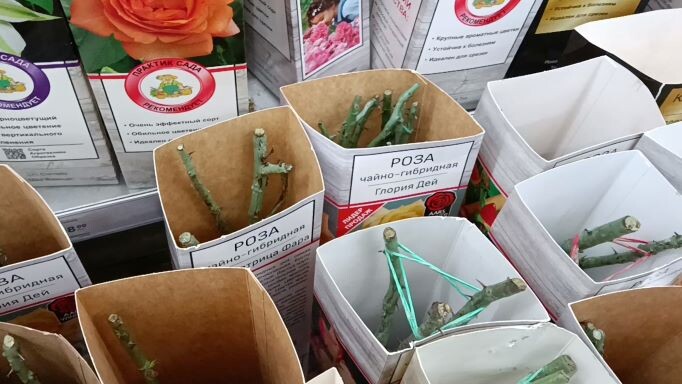 Саженцы роз в упаковочной коробке