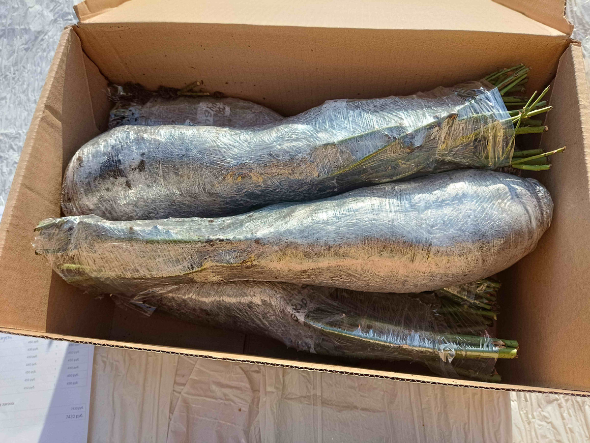 Саженцы в стрейч-пленке.