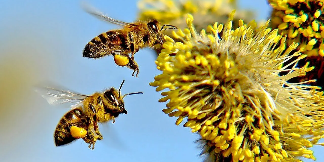 УХОД ЗА ПЧЕЛАМИ ПОСЛЕ ВЫСТАВКИ ИЗ ЗИМОВНИКА ЧТО НУЖНА ЗНАТЬ