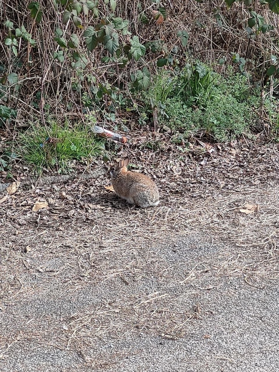 Зайцы в парке 