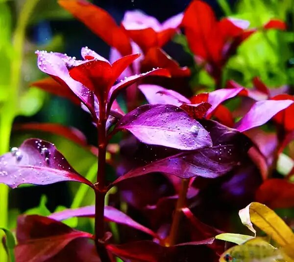 Секреты яркой Людвигии: создаем подводный шедевр своими руками