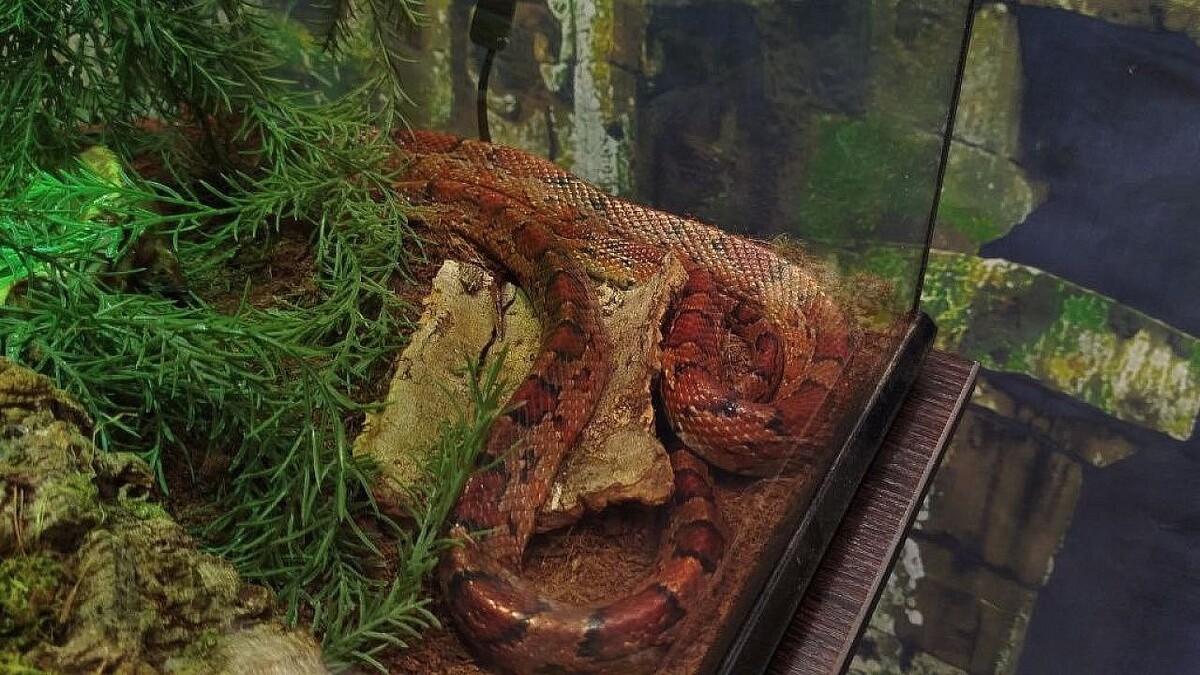    Фото: телеканал «Краснодар»