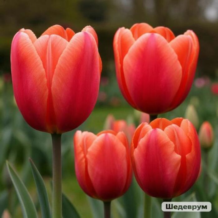 Иллюстрация: Шедеврум