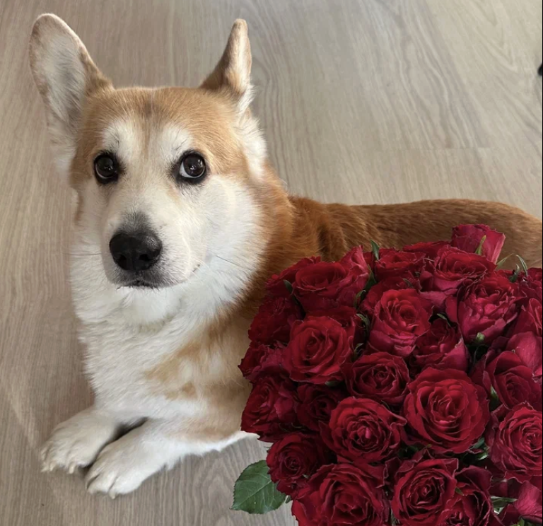 Харди, питомец редактора канала 