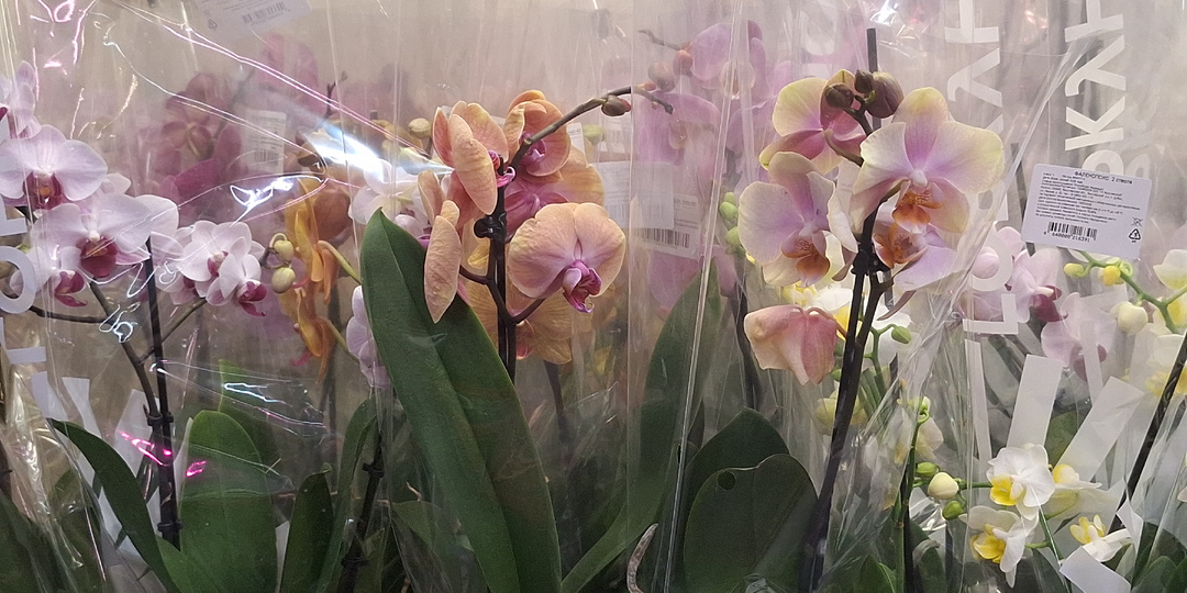 Лемана ПРО - Орхидеи!