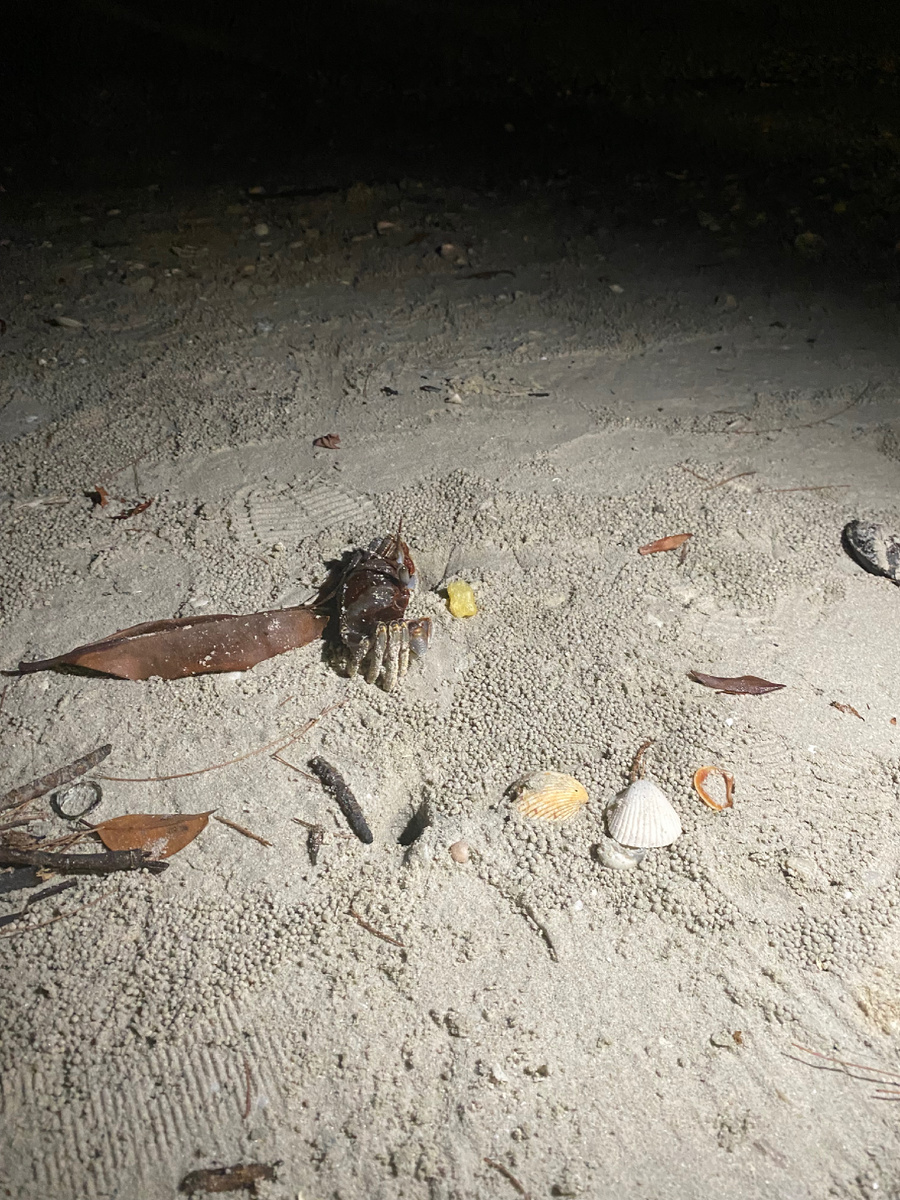 Кормим краба картошкой фри