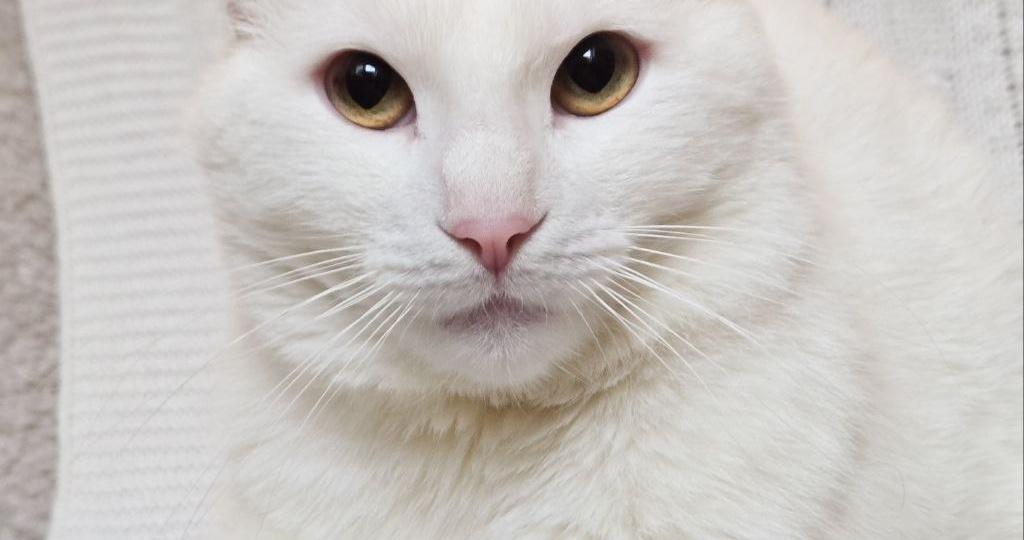 Белый вислоухий котик Зефир ищет дом!