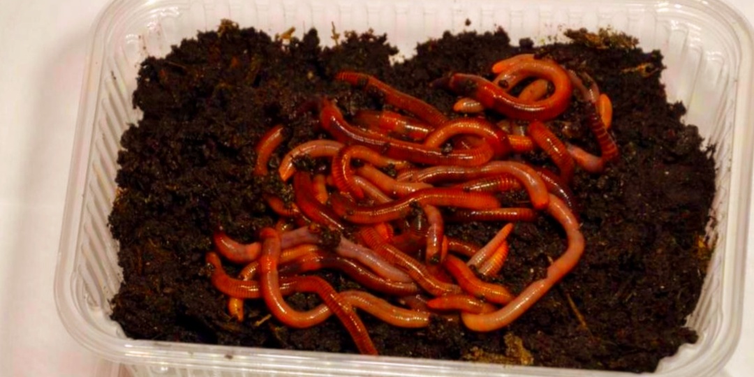 Как сделать червей уловистее за пять минут: простой прием, который резко увеличивает клев карася