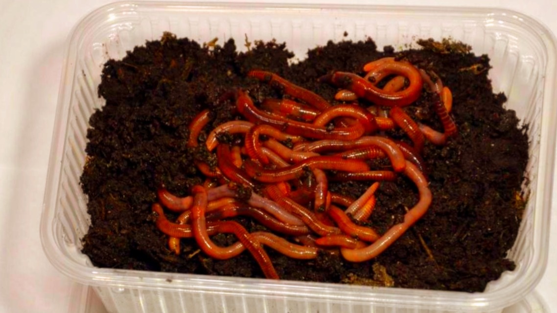 Обычные навозные черви